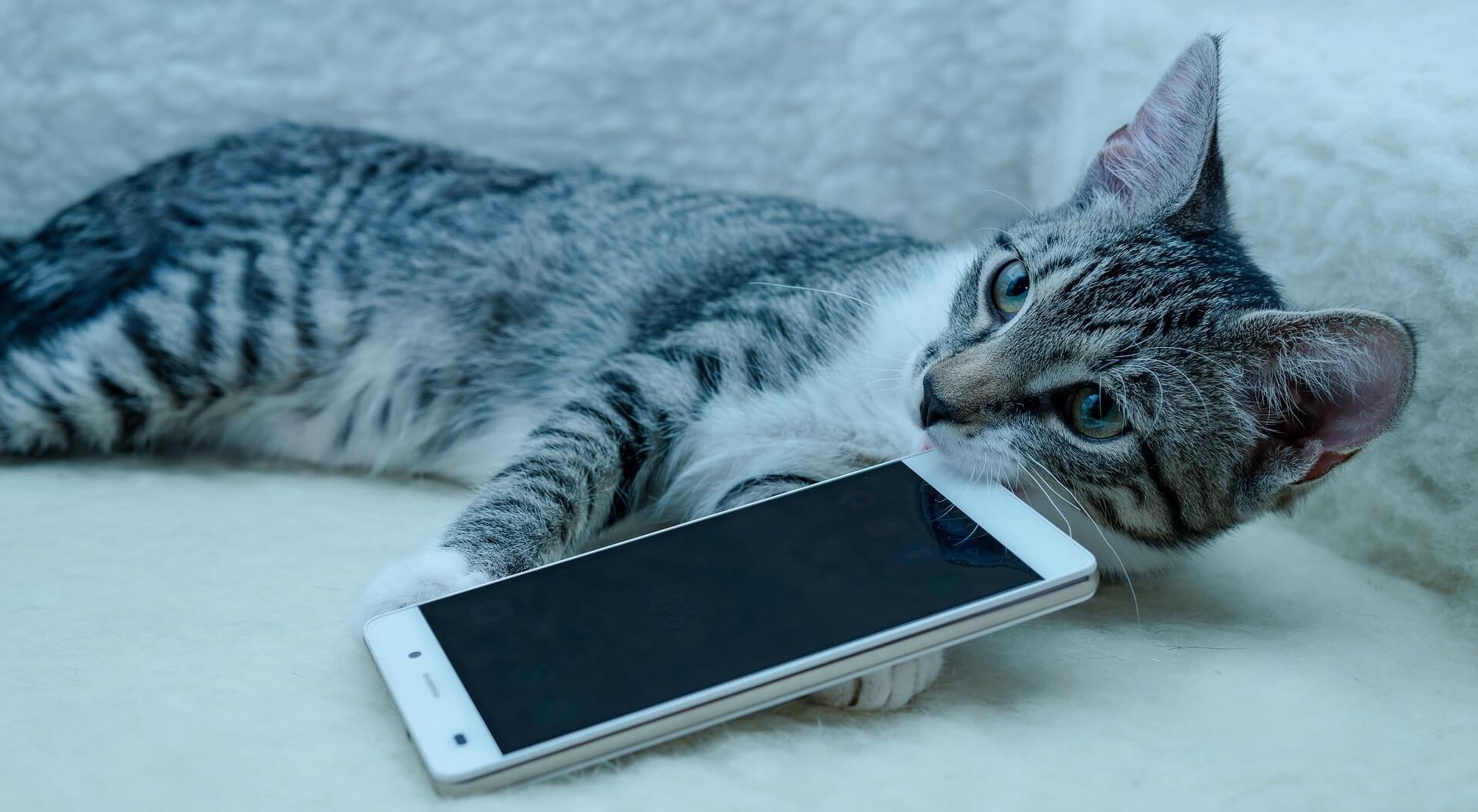 My Pets Wellness App