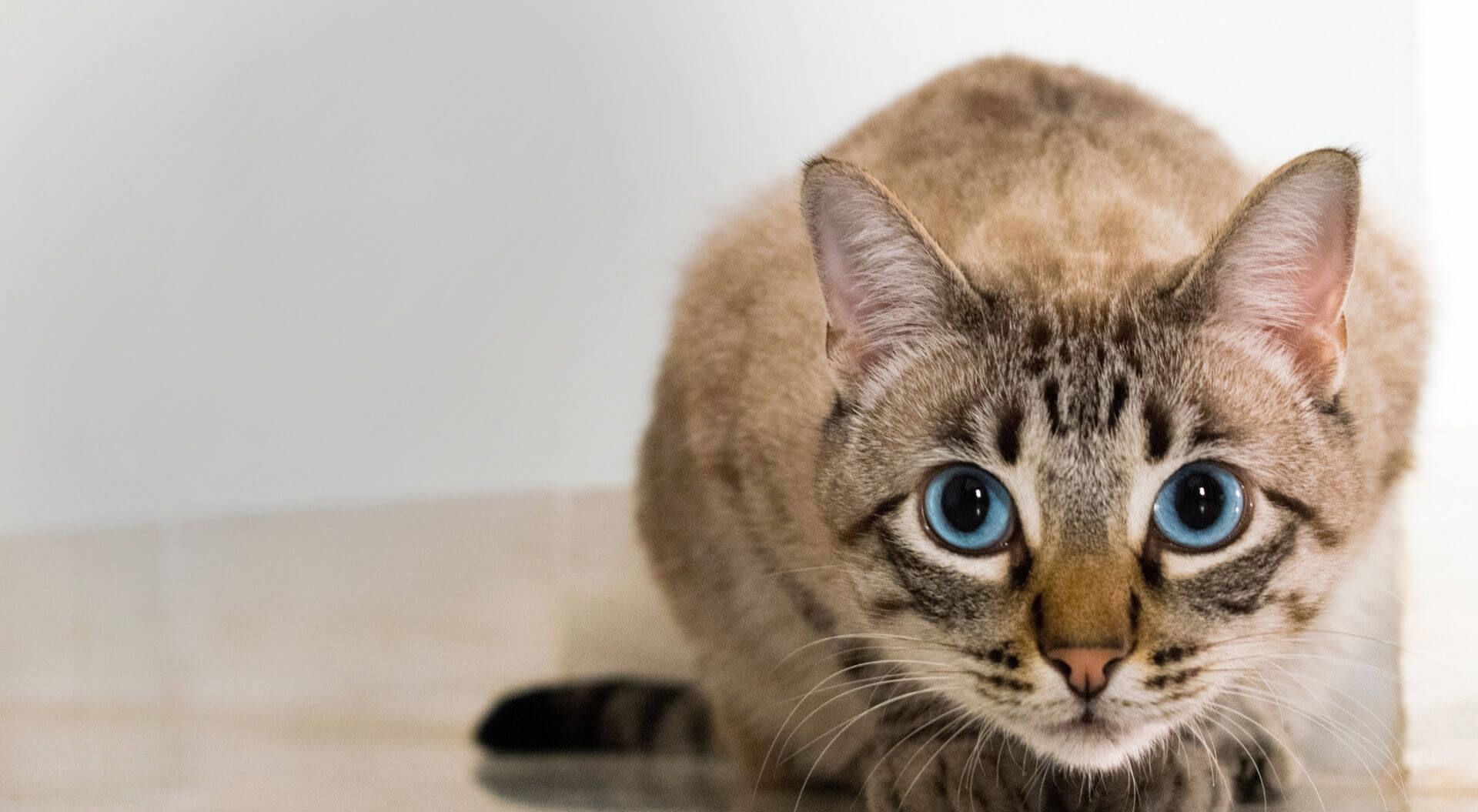 Indian Trails North Carolina Veterinarians