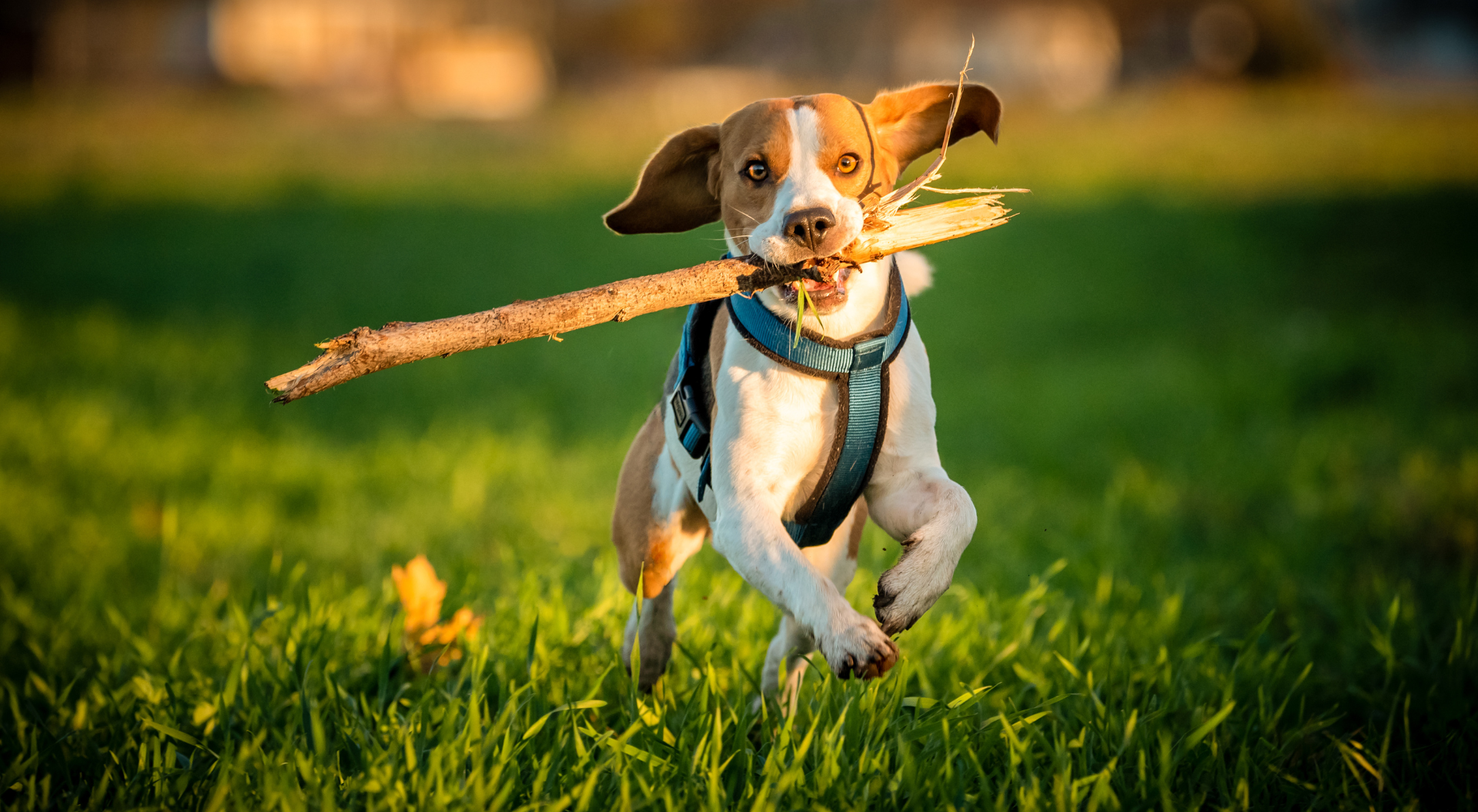 Happy Dog with Stick