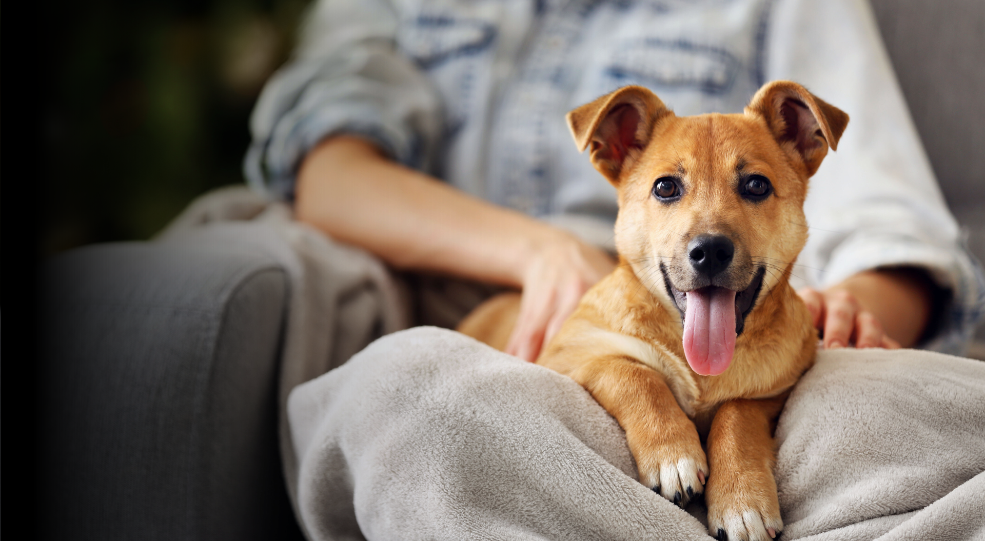 puppy sitting in lap