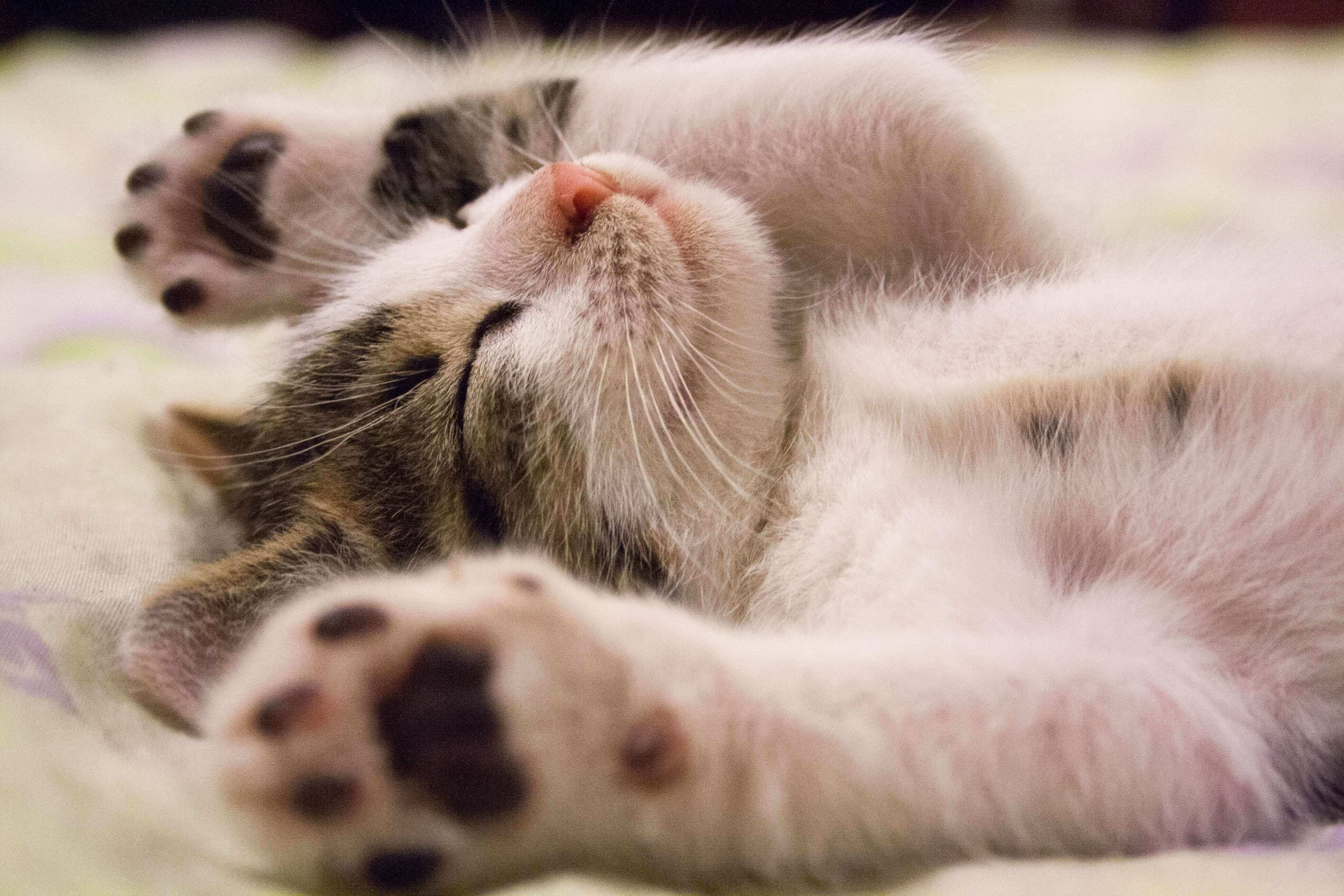 Declawing Cats Examining the Pros, Cons and Alternatives