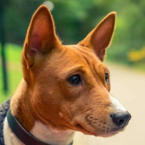 Basenji hot sale dog price