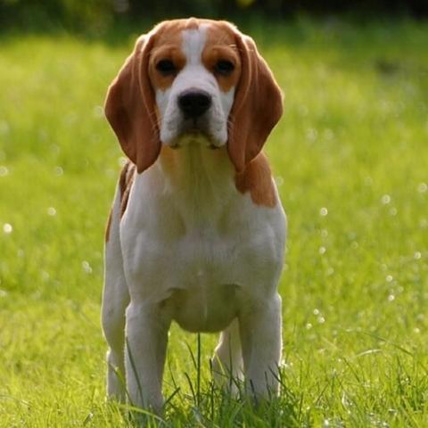 Beagle dog nature sale