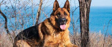 Senior German Shepherd outside relaxing.