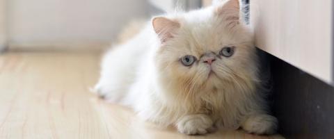 Himalayan Cat Breed