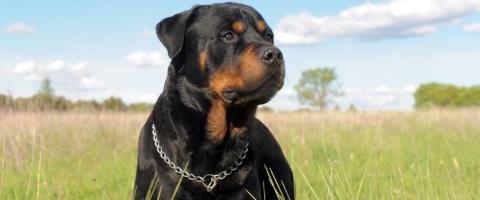 Rottweiler dog in field