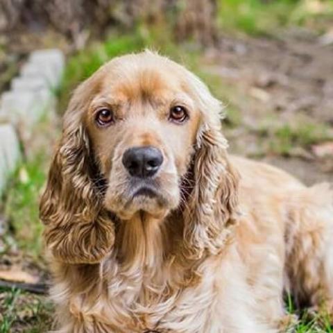 Learn About The Cocker Spaniel Dog Breed From A Trusted Veterinarian