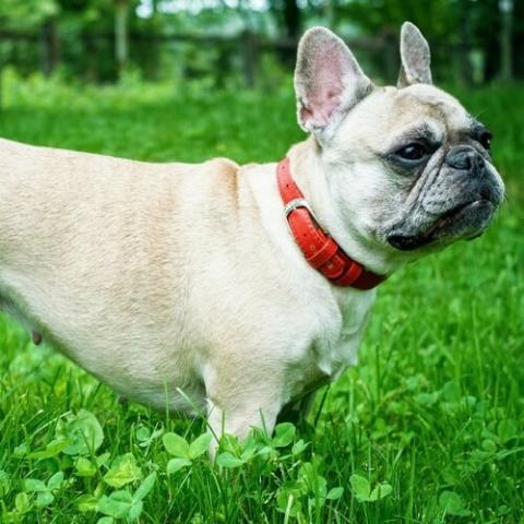 Learn About The French Bulldog Dog Breed From A Trusted Veterinarian