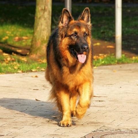 German shepherd 2024 original breed