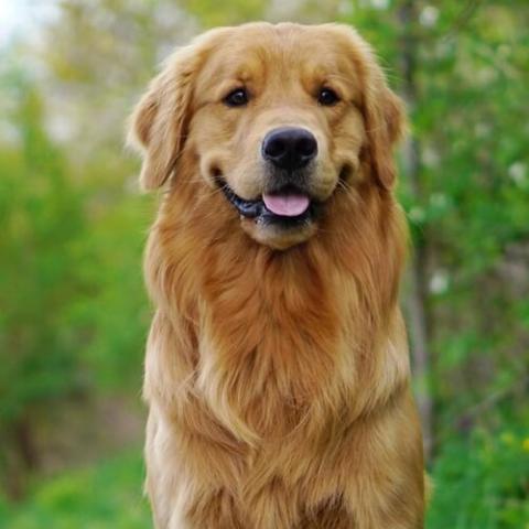 Golden long shop haired dog