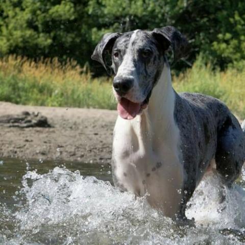 Great dane breed information fashion