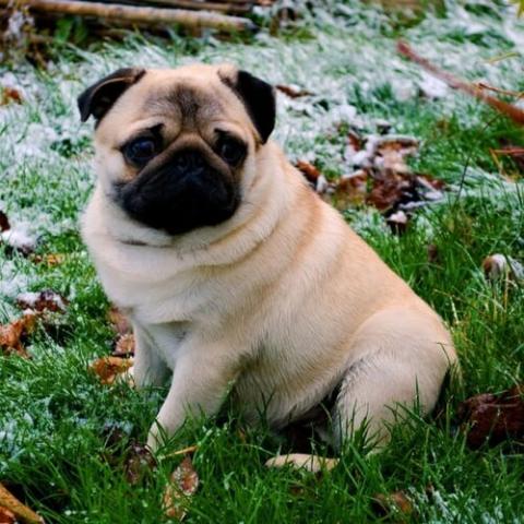 Pug dog big clearance size