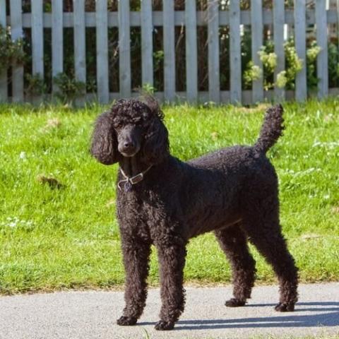 different breeds of poodles