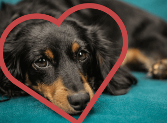 Dog Cardiology: At the Heart of the Matter