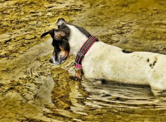 What is Giardia?