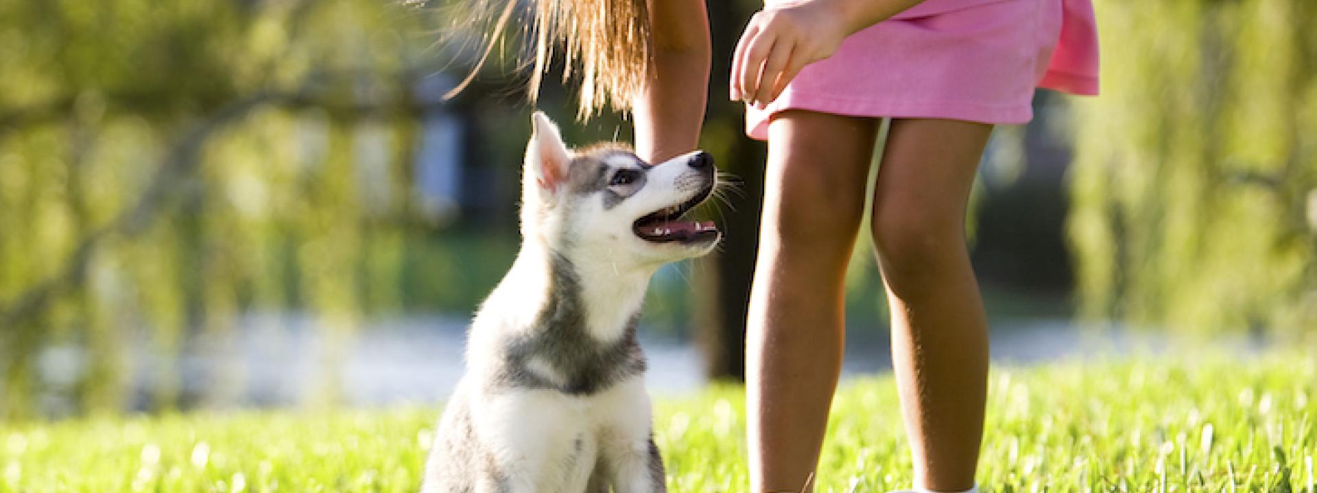 siberian-husky-puppy-being-trained-by-a-girl-in-the-grass.jpg