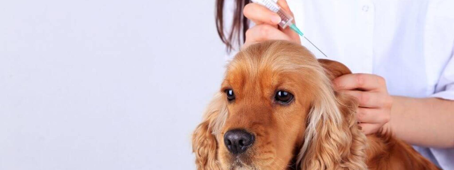 The Essential New Pet Owner s Guide to Dog Vaccinations